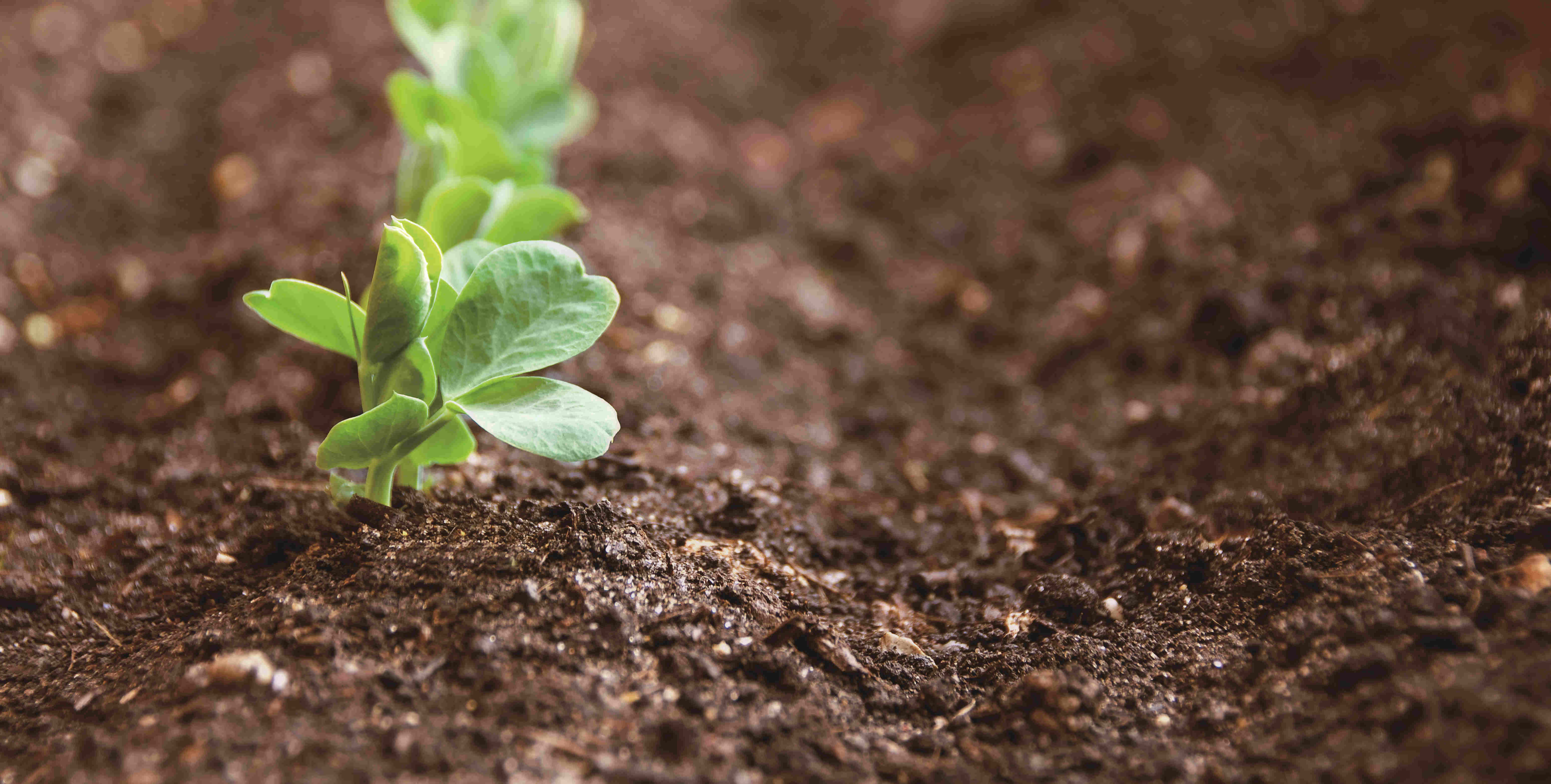 BETWAY·必威(西汉姆联)官方网站-West Ham United