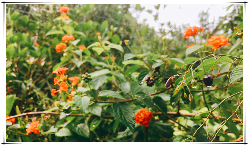 BETWAY·必威(西汉姆联)官方网站-West Ham United